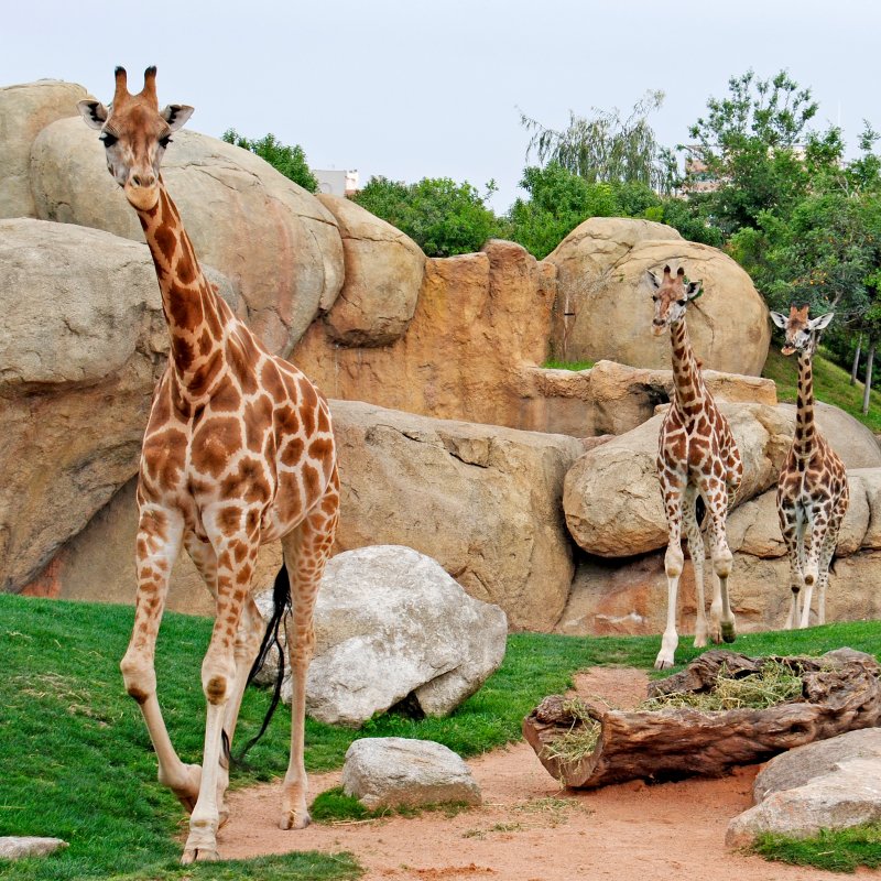 Bioparc Valencia entradas